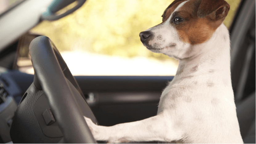 Driver Dog | Honest-1 Clarksville